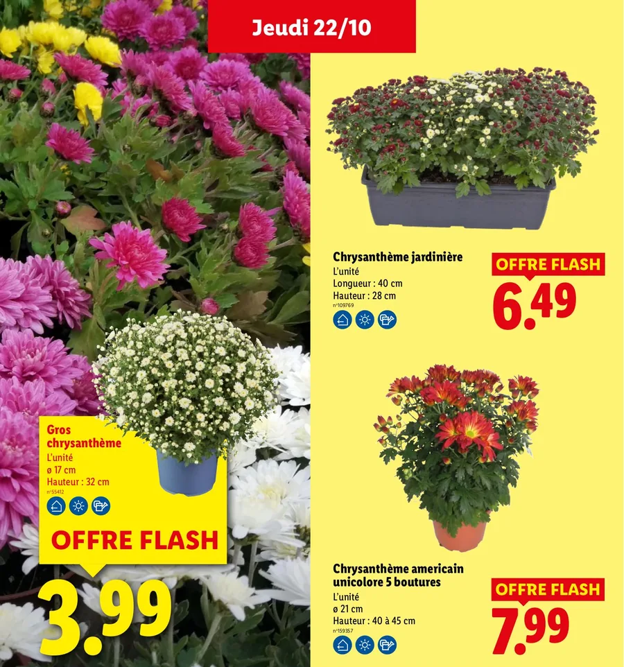 Chrysanthèmes en pot et en jardinière pour la Toussaint chez Lidl